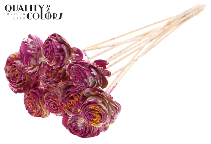 Shola Beauty Rose 6cm on stem Multicolour Cerise/Yellow