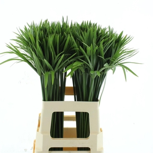 Cyperus Papyrus