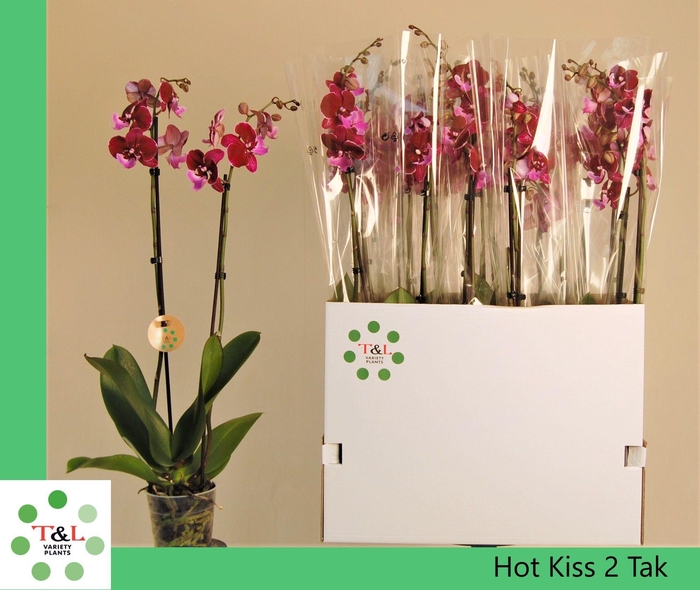 <h4>Hot kiss twee tak</h4>