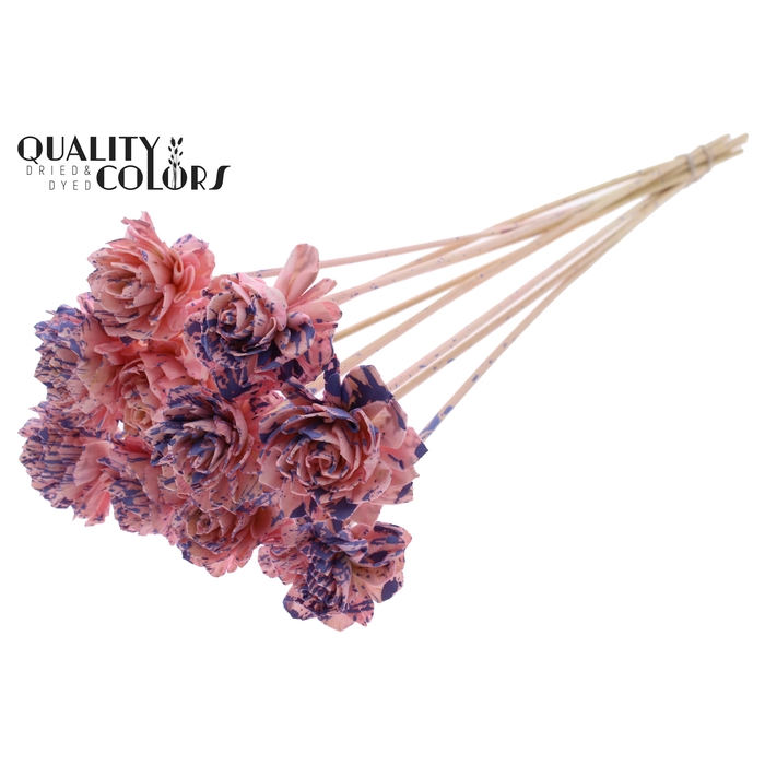 <h4>Shola Dahlia 6cm on stem Splashed Pink/Milka</h4>