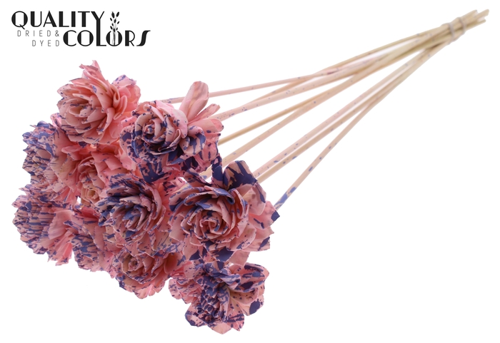 Shola Dahlia 6cm on stem Splashed Pink/Milka