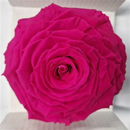 <h4>Ro Pres. Fuchsia Xxl</h4>