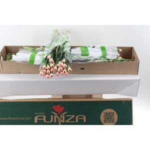 Di St Peach Novia Box