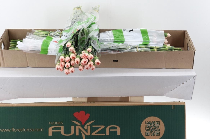 <h4>Di St Peach Novia Box</h4>