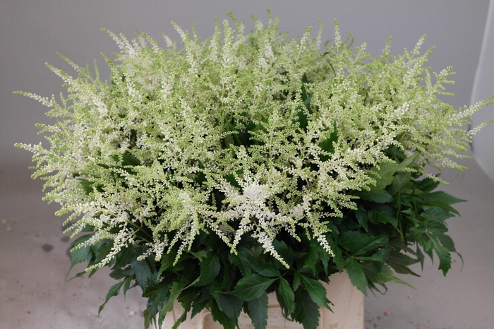 <h4>Astilbe Washington</h4>