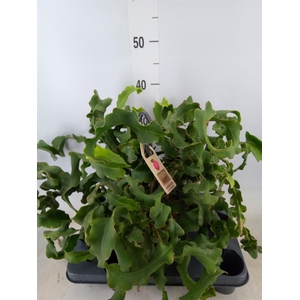 Epiphyllum guatem. var. monstrosa