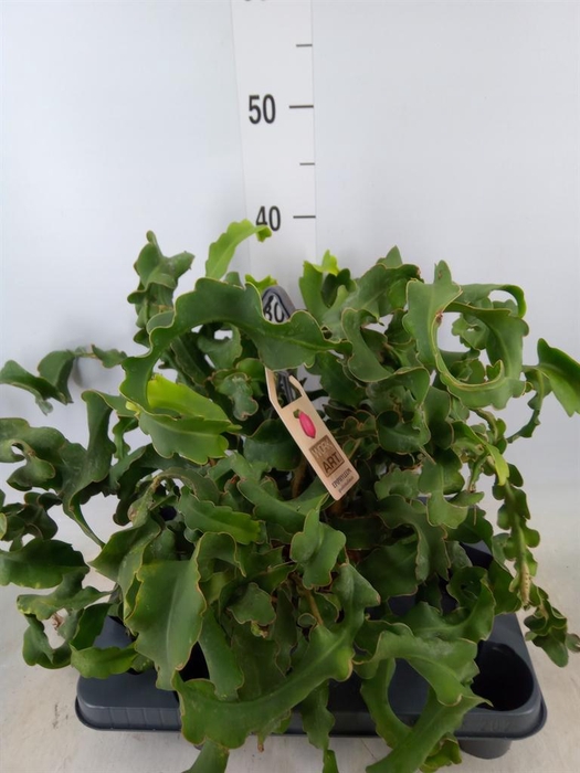 <h4>Epiphyllum guatem. var. monstrosa</h4>