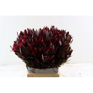 Leucad Magic Sunset Vertakt 50cm