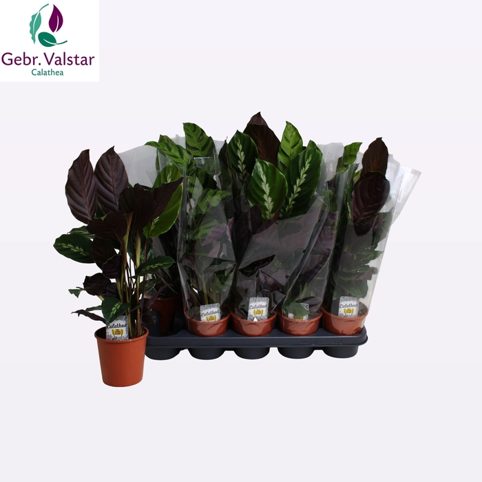 <h4>CALAT GEM 2 SRT</h4>