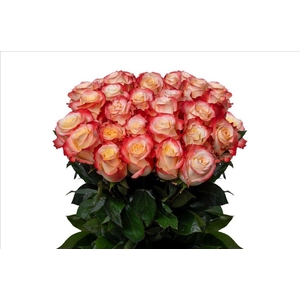 Rosa ec cabaret