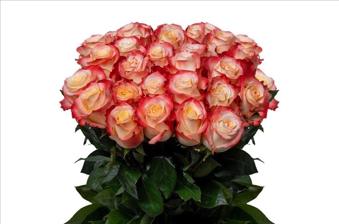 <h4>Rosa ec cabaret</h4>