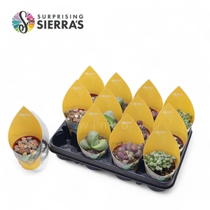 Lithops Mix (4spc.) (sierra)