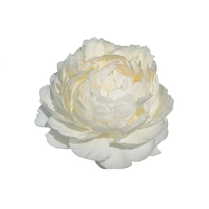 Paeonia Dr F.G. Brethour
