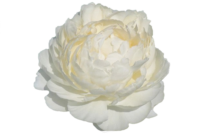 <h4>Paeonia Dr F.G. Brethour</h4>