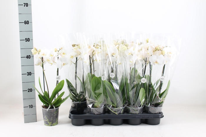 <h4>PHAL OV WIT</h4>