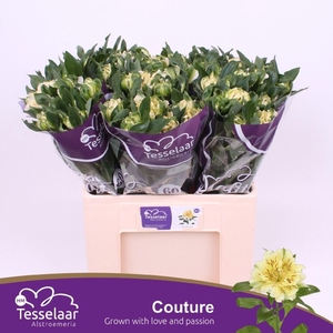 ALSTROEMERIA FASHIONISTA COUTURE AL