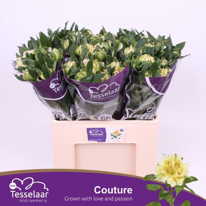 <h4>ALSTROEMERIA FASHIONISTA COUTURE AL</h4>