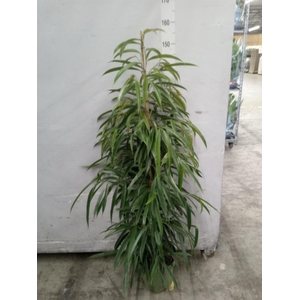 Ficus binn. 'Alii'