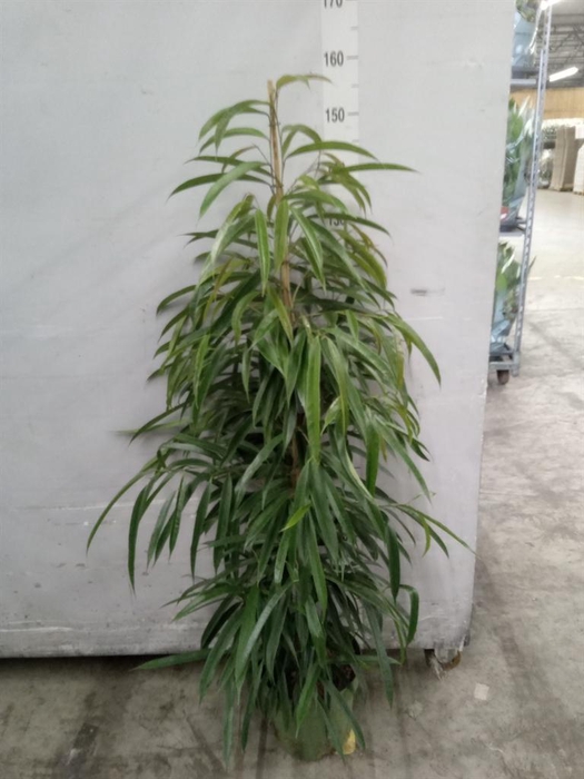 <h4>Ficus binn. 'Alii'</h4>