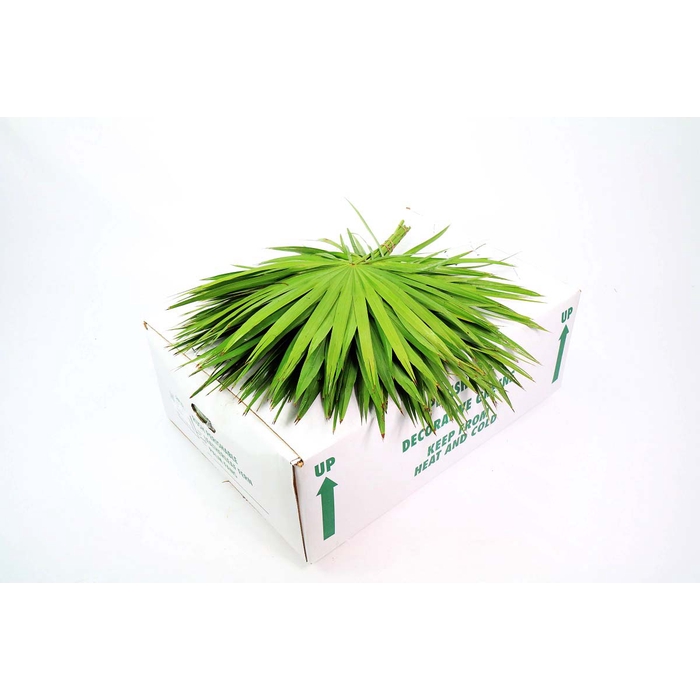 <h4>Palmetto</h4>