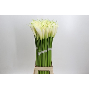 Zantedeschia Eydolls White