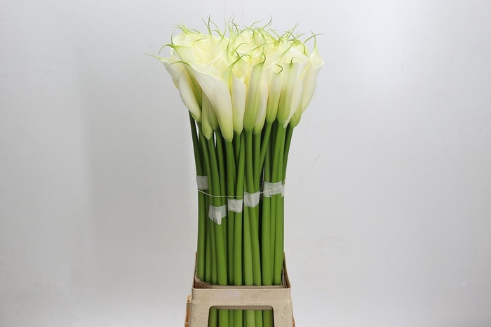 Zantedeschia Eydolls White