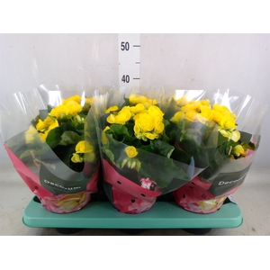 Begonia elat. HL 'Rebecca'
