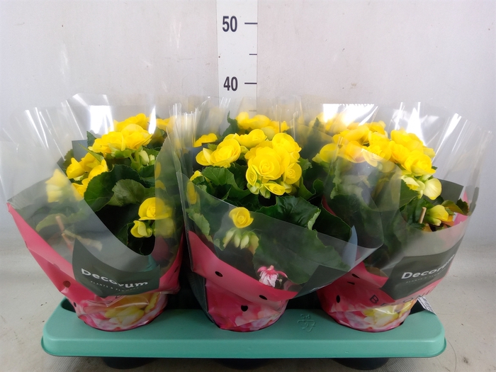 <h4>Begonia elat. HL 'Rebecca'</h4>