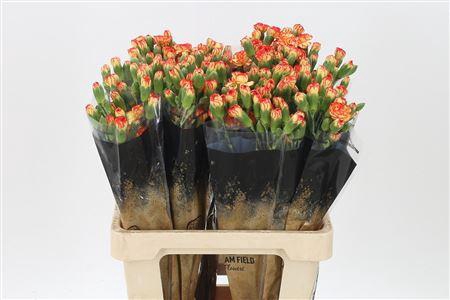 <h4>Di Tr Carimbo</h4>