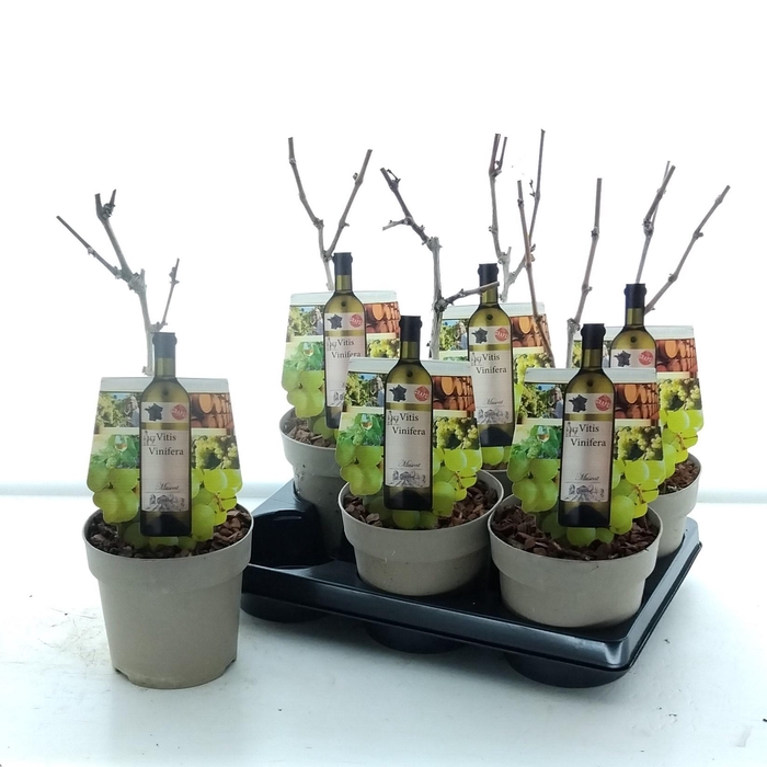 <h4>VITIS MUSCAT OF ALEX</h4>