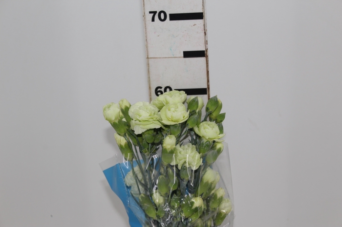 <h4>CRAVO SPRAY JADE 060 CM</h4>