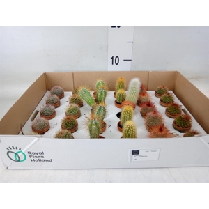 Cactus   ...mix