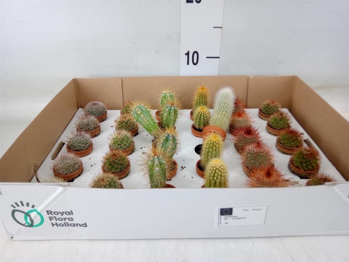 <h4>Cactus   ...mix</h4>