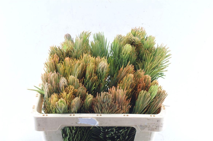 <h4>Kaaps Retzia</h4>