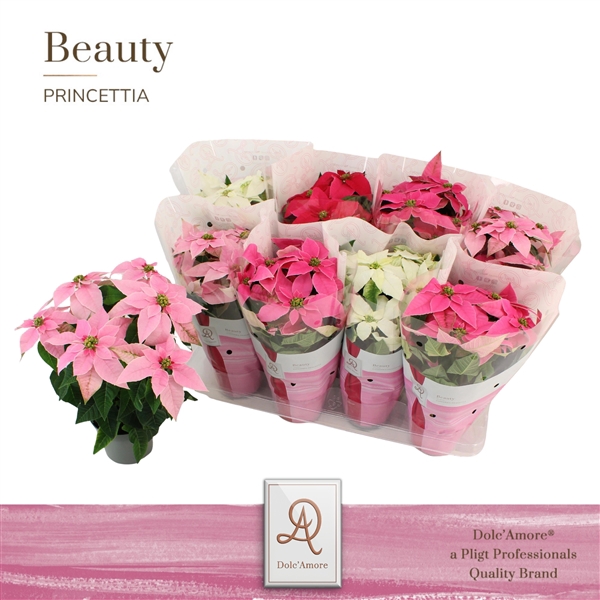 <h4>Euphorbia pulcherrima Princettia gemengd</h4>