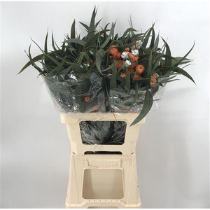 Euca Glob Flower Orange
