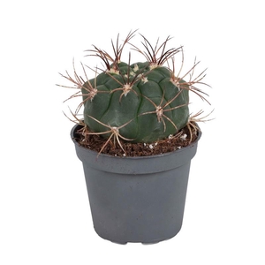 FEROCACTUS RECTISPINUS p6 Latispinus