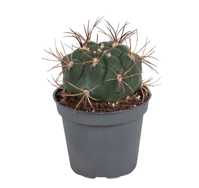 <h4>FEROCACTUS RECTISPINUS p6 Latispinus</h4>