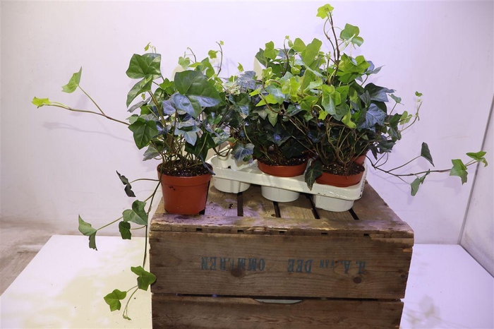 <h4>arr8 Hede Hibernica</h4>