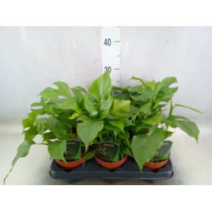 Rhaphidophora tetrasperma