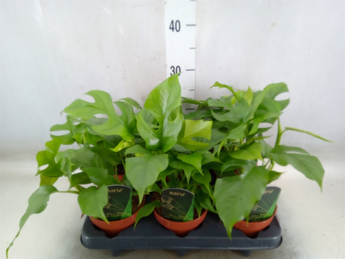<h4>Rhaphidophora tetrasperma</h4>