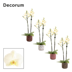 Phalaenopsis overig wit