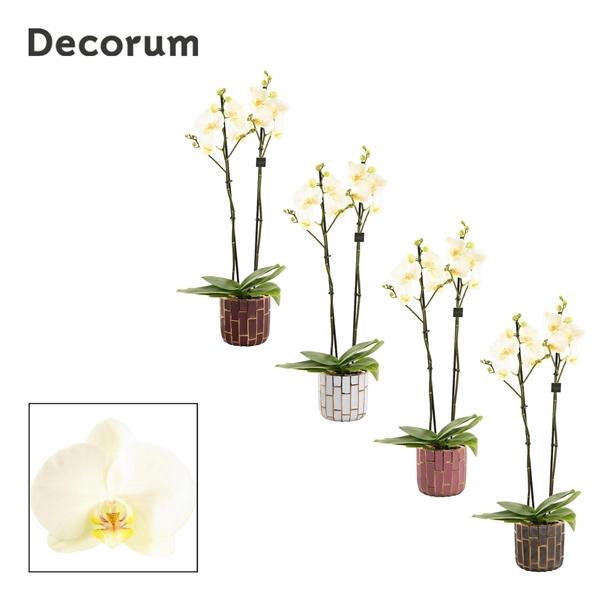 <h4>Phalaenopsis overig wit</h4>