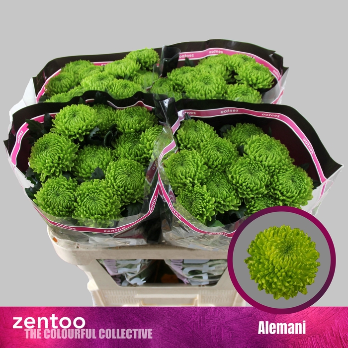 <h4>Chrysanten Chr G Alemani</h4>