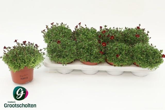 <h4>SAXIF AR PETER PAN</h4>