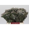 Kaaps Groen Silver Brunia