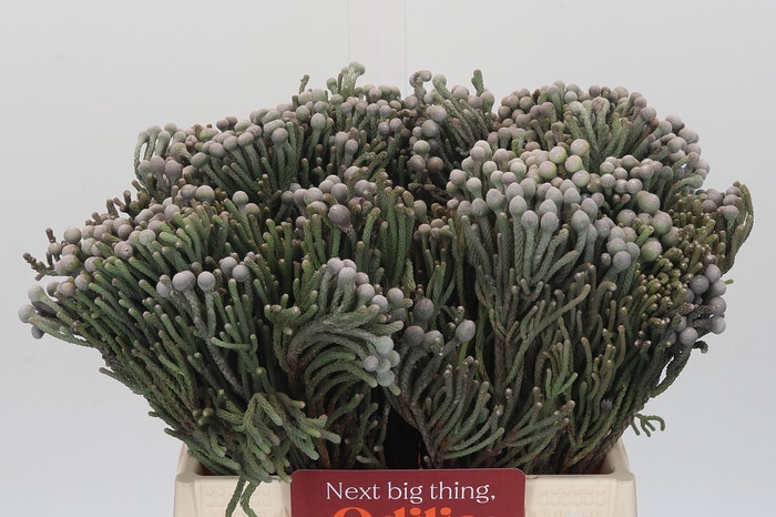 <h4>Kaaps Groen Silver Brunia</h4>