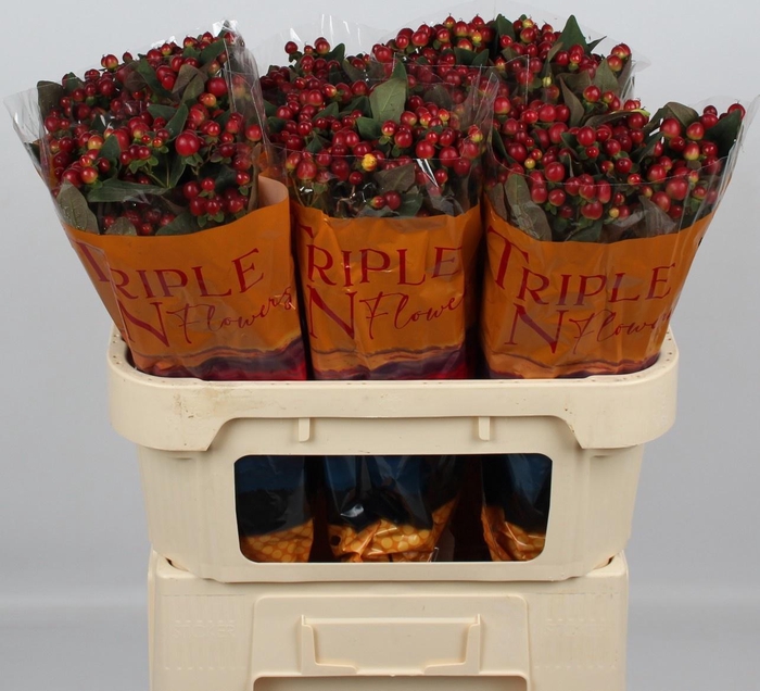 <h4>HYP MAG LIGHTNING</h4>