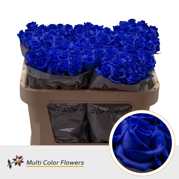 <h4>Rosa Vendela Blauw donker</h4>