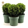 Ilex crenata 'Jenny'® Ball Ø20cm P17